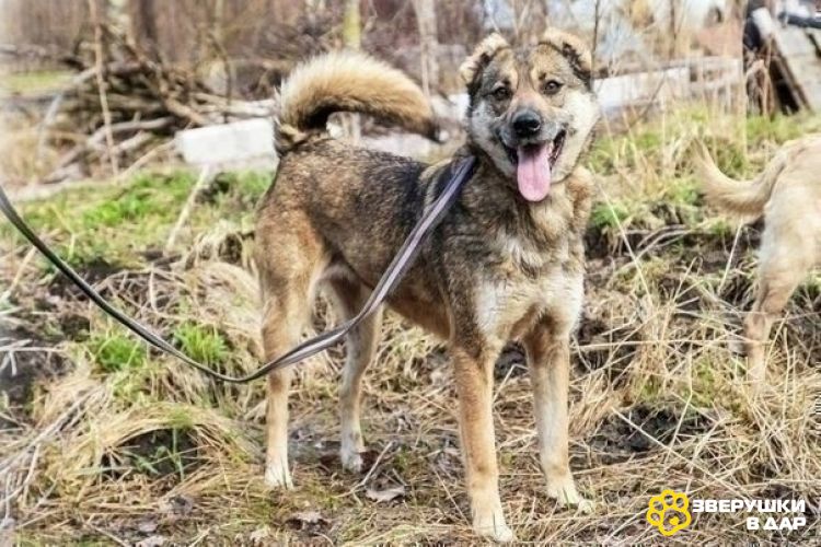 Отдам собаку Сайру в хорошие руки