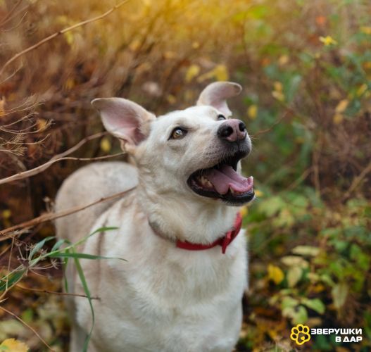 Собака Куколка — Лея — ищет дом