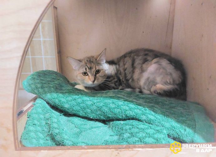 Котенок-подросток девочка Диди ищет дом!