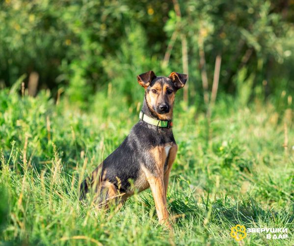 Активная красавица Ива ищет любящую семью!