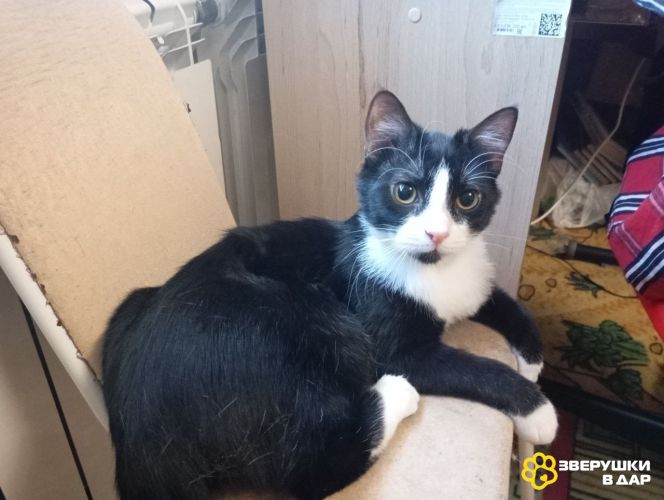 Молоденький котик Феликс в добрые руки