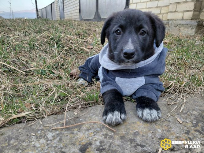 Маленький модный щенок