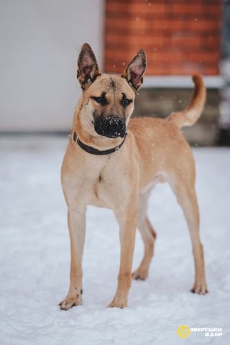 Молодой красивый пёс Веня в добрые руки