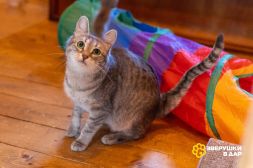 FgE-GpcJYOCamPPYAXUyioaB6_w5qsbHbQmUOKIWpC8BDEpb1kMjOPKA7g0PAob6ZqD98n8-7_yp1Lc51pr9eX7b