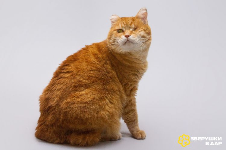 Кошечка Наташа ищет дом.
