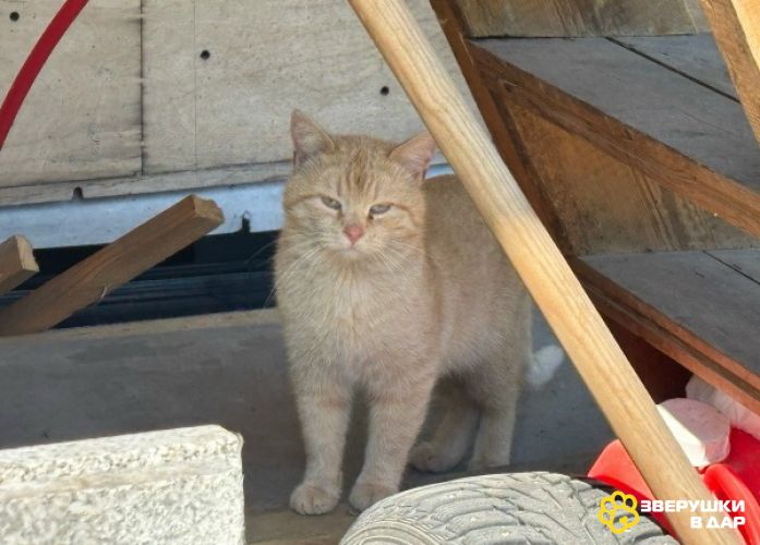 Карамельный котенок ищет дом