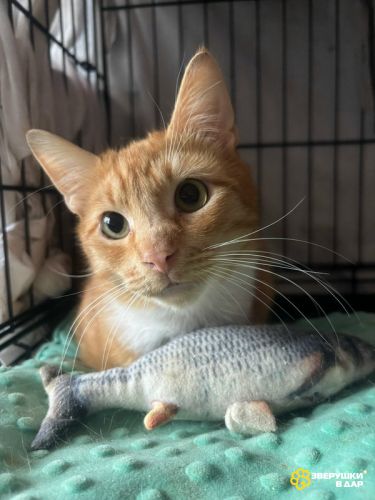 Котик-мурлыка ищет дом