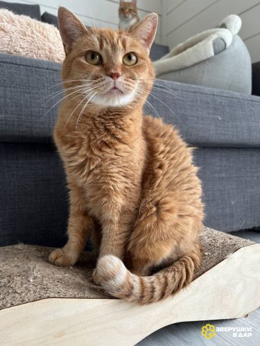 Ищет дом красивая рыжая кошечка.
