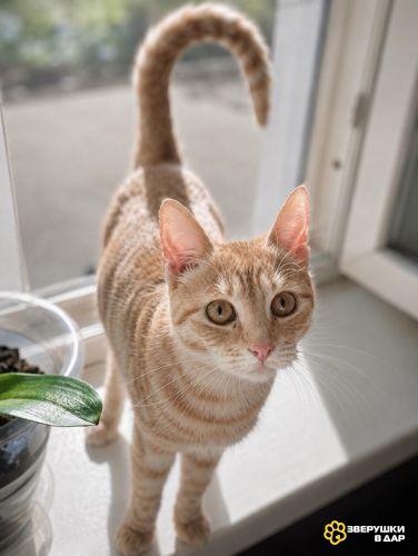 Кото-спаниель Сиена в добрые руки. 4-5 месяцев