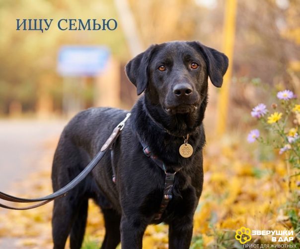 Зорро 3,5 года. ищет семью.