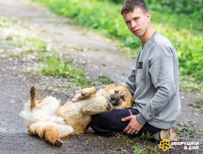 Умница и добряк Микки ищет дом.